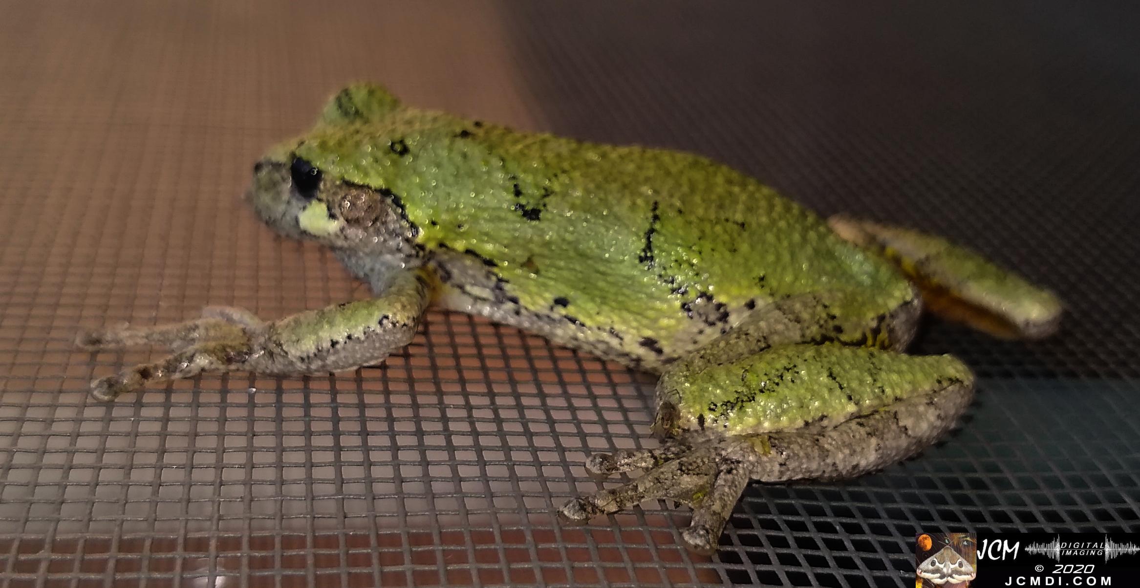 20200603 TN Tree Frog on screen
